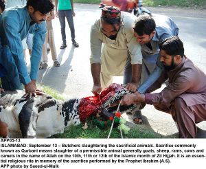 APP05-13 ISLAMABAD: September 13 Butchers slaughtering the sacrificial animals. Sacrifice commonly known as Qurbani means slaughter of a permissible animal generally goats, sheep, rams, cows and camels in the name of Allah on the 10th, 11th or 12th of the Islamic month of Zil Hijjah. It is an essential religious rite in memory of the sacrifice performed by the Prophet Ibrahim (A.S). APP photo by Saeed-ul-Mulk