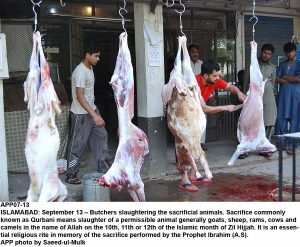APP07-13 ISLAMABAD: September 13 Butchers slaughtering the sacrificial animals. Sacrifice commonly known as Qurbani means slaughter of a permissible animal generally goats, sheep, rams, cows and camels in the name of Allah on the 10th, 11th or 12th of the Islamic month of Zil Hijjah. It is an essential religious rite in memory of the sacrifice performed by the Prophet Ibrahim (A.S). APP photo by Saeed-ul-Mulk