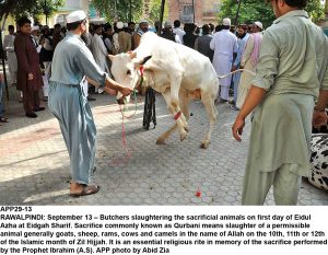 APP29-13 RAWALPINDI: September 13 Butchers slaughtering the sacrificial animals on first day of Eidul Azha at Eidgah Sharif. Sacrifice commonly known as Qurbani means slaughter of a permissible animal generally goats, sheep, rams, cows and camels in the name of Allah on the 10th, 11th or 12th of the Islamic month of Zil Hijjah. It is an essential religious rite in memory of the sacrifice performed by the Prophet Ibrahim (A.S). APP photo by Abid Zia