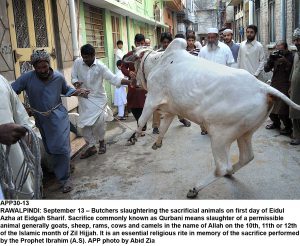 APP30-13 RAWALPINDI: September 13 Butchers slaughtering the sacrificial animals on first day of Eidul Azha at Eidgah Sharif. Sacrifice commonly known as Qurbani means slaughter of a permissible animal generally goats, sheep, rams, cows and camels in the name of Allah on the 10th, 11th or 12th of the Islamic month of Zil Hijjah. It is an essential religious rite in memory of the sacrifice performed by the Prophet Ibrahim (A.S). APP photo by Abid Zia