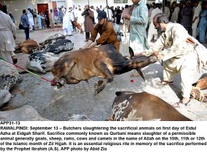 APP31-13 RAWALPINDI: September 13 Butchers slaughtering the sacrificial animals on first day of Eidul Azha at Eidgah Sharif. Sacrifice commonly known as Qurbani means slaughter of a permissible animal generally goats, sheep, rams, cows and camels in the name of Allah on the 10th, 11th or 12th of the Islamic month of Zil Hijjah. It is an essential religious rite in memory of the sacrifice performed by the Prophet Ibrahim (A.S). APP photo by Abid Zia