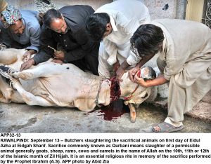 APP32-13 RAWALPINDI: September 13 Butchers slaughtering the sacrificial animals on first day of Eidul Azha at Eidgah Sharif. Sacrifice commonly known as Qurbani means slaughter of a permissible animal generally goats, sheep, rams, cows and camels in the name of Allah on the 10th, 11th or 12th of the Islamic month of Zil Hijjah. It is an essential religious rite in memory of the sacrifice performed by the Prophet Ibrahim (A.S). APP photo by Abid Zia