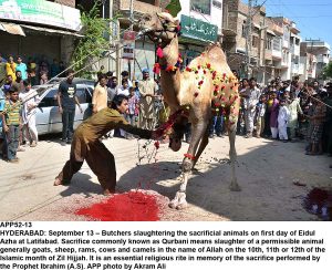 APP52-13 HYDERABAD: September 13 Butchers slaughtering the sacrificial animals on first day of Eidul Azha at Latifabad. Sacrifice commonly known as Qurbani means slaughter of a permissible animal generally goats, sheep, rams, cows and camels in the name of Allah on the 10th, 11th or 12th of the Islamic month of Zil Hijjah. It is an essential religious rite in memory of the sacrifice performed by the Prophet Ibrahim (A.S). APP photo by Akram Ali
