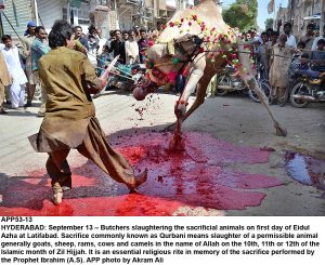 APP53-13 HYDERABAD: September 13 Butchers slaughtering the sacrificial animals on first day of Eidul Azha at Latifabad. Sacrifice commonly known as Qurbani means slaughter of a permissible animal generally goats, sheep, rams, cows and camels in the name of Allah on the 10th, 11th or 12th of the Islamic month of Zil Hijjah. It is an essential religious rite in memory of the sacrifice performed by the Prophet Ibrahim (A.S). APP photo by Akram Ali