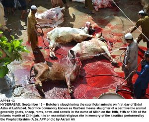APP54-13 HYDERABAD: September 13 Butchers slaughtering the sacrificial animals on first day of Eidul Azha at Latifabad. Sacrifice commonly known as Qurbani means slaughter of a permissible animal generally goats, sheep, rams, cows and camels in the name of Allah on the 10th, 11th or 12th of the Islamic month of Zil Hijjah. It is an essential religious rite in memory of the sacrifice performed by the Prophet Ibrahim (A.S). APP photo by Akram Ali