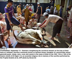 APP55-13 HYDERABAD: September 13 Butchers slaughtering the sacrificial animals on first day of Eidul Azha at Latifabad. Sacrifice commonly known as Qurbani means slaughter of a permissible animal generally goats, sheep, rams, cows and camels in the name of Allah on the 10th, 11th or 12th of the Islamic month of Zil Hijjah. It is an essential religious rite in memory of the sacrifice performed by the Prophet Ibrahim (A.S). APP photo by Akram Ali