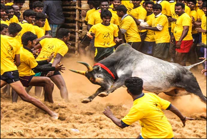 بپھرے بیل سے لڑنے کا مقابلہ،