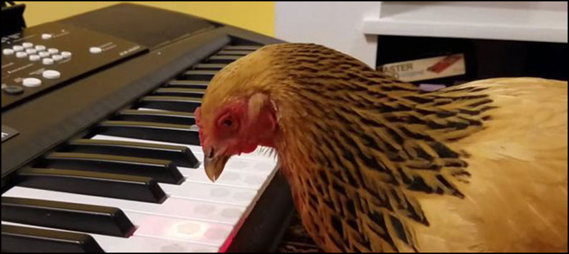 پیانو بجانے والا