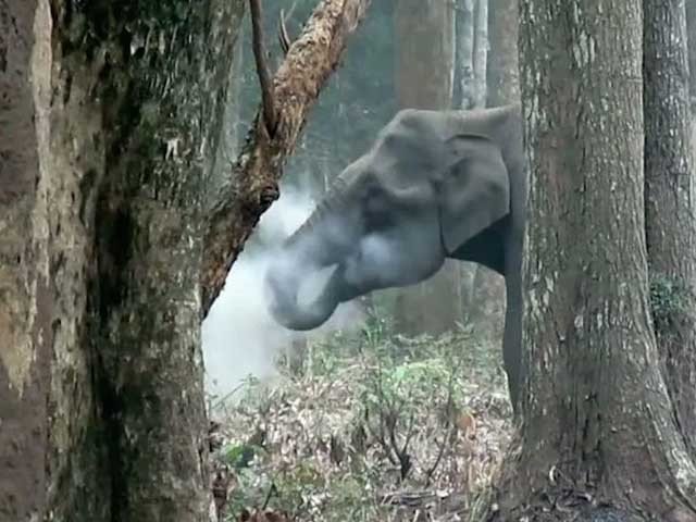 کیا یہ ہاتھی